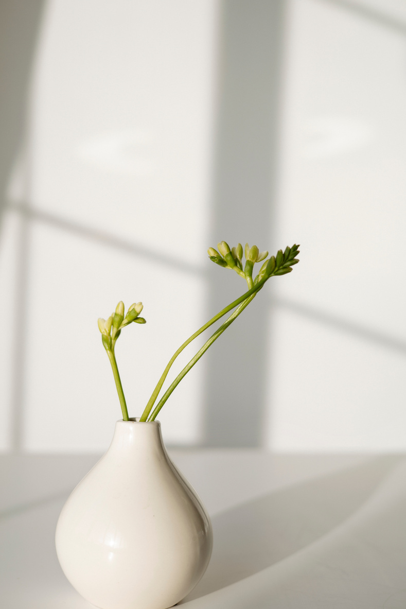 Plant on a White Ceramic Tulip Vase